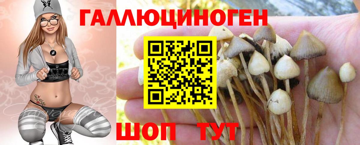 Псилоцибиновые грибы мицелий Малгобек
